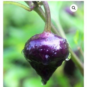 Meet your Posher, Eliel